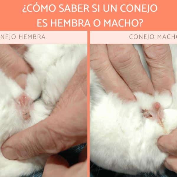 Como Se Sabe Si Un Conejo Es Hembra O Macho Doncomo