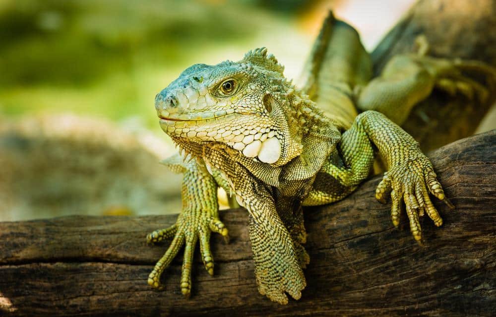 C Mo Identificar El Sexo De Una Iguana Descubre Aqu Doncomo