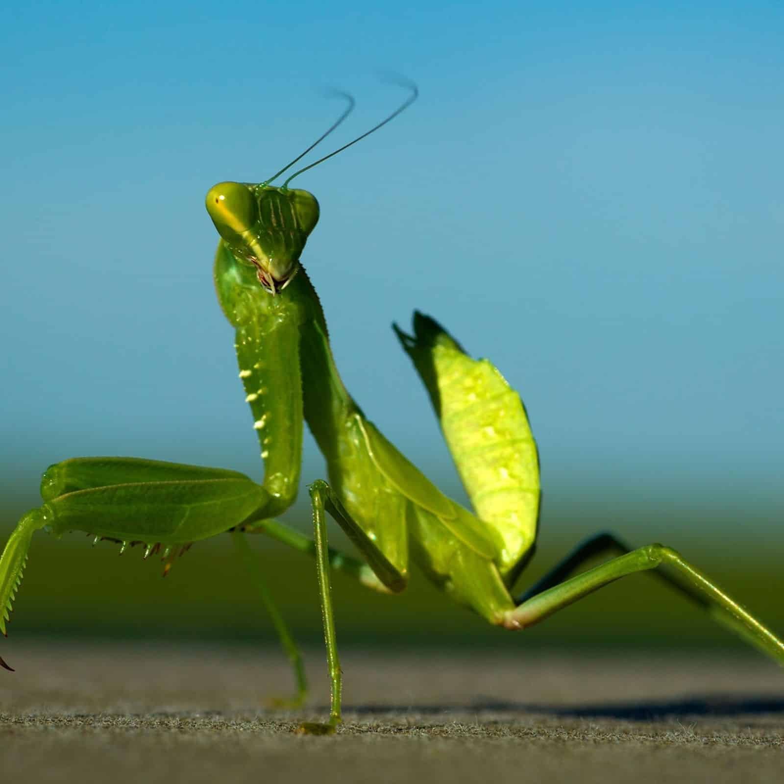 Mantis Religiosa Todo Lo Que Necesitas Saber Sobre Su Alimentaci N Y