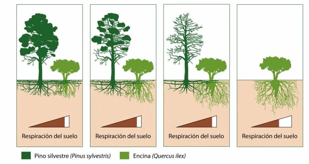 Descubre las causas de la sequía en los pinos DonComo