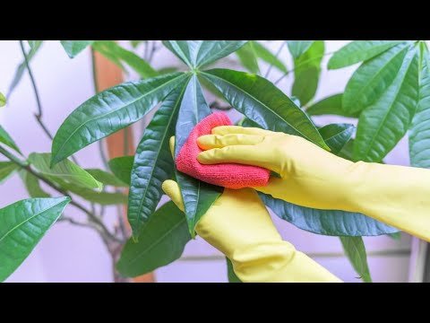 Como Abrillantar Las Hojas De Las Plantas