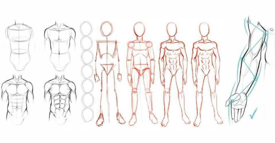 Como Dibujar Anatomía