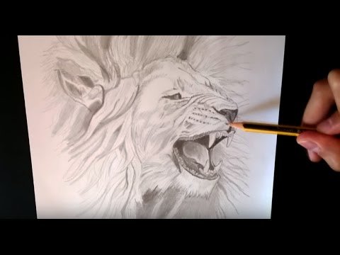 Como Dibujar Un Leon Real Paso a Paso