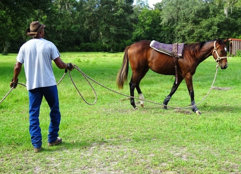 Como Domesticar Un Caballo