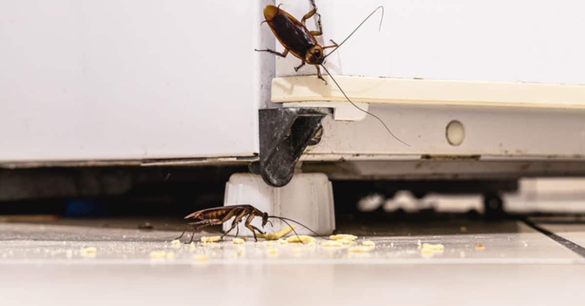 Como Eliminar Las Cucarachas Del Refrigerador