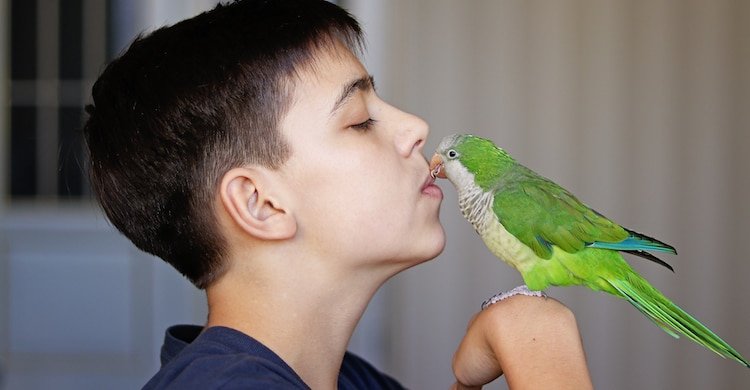 Como Enseñar a Hablar a Un Loro