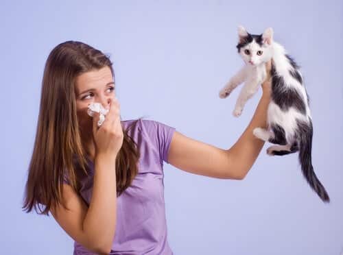 Como Evitar La Alergia a Los Gatos Como Evitar La Alergia a Los Gatos