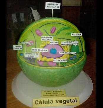 Como Hacer La Celula Vegetal