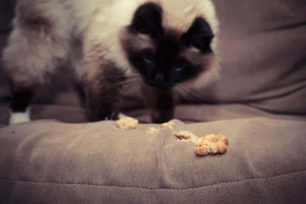 Como Hacer Que Un Gato Vomite