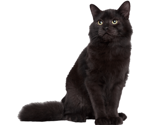 Como Hacer Una Limpia Para La Mala Suerte