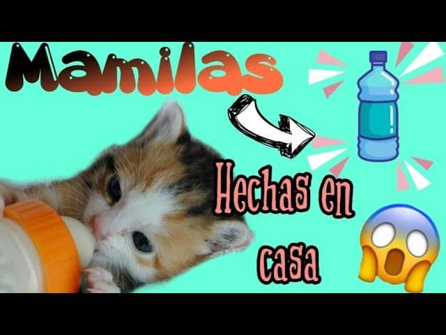 Como Hacer Una Mamila Para Gatitos