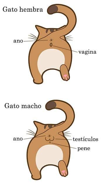 Como Identificar a Un Gato De Una Gata