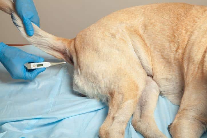 Como Medir La Temperatura a Un Perro