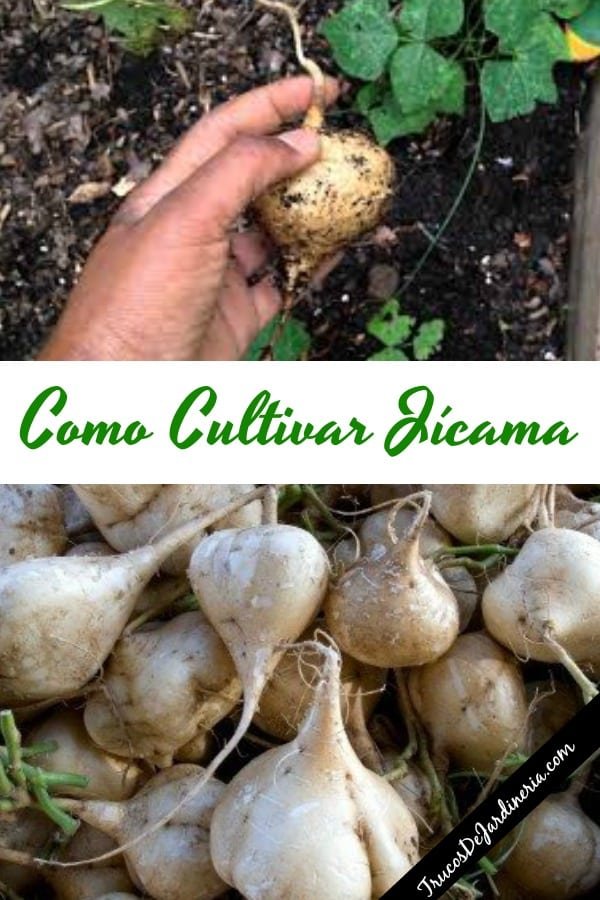 Como Plantar Una Jicama Con Raiz