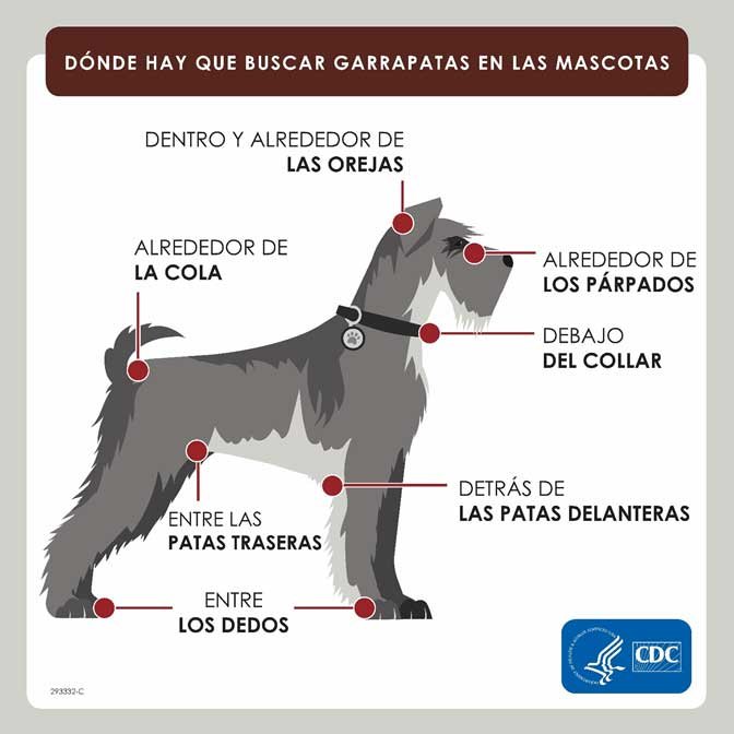 Como Prevenir Las Garrapatas en Los Perros