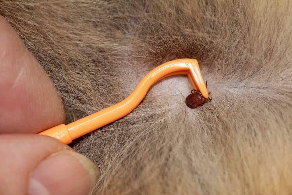 Como Quitar Garrapatas en Gatos