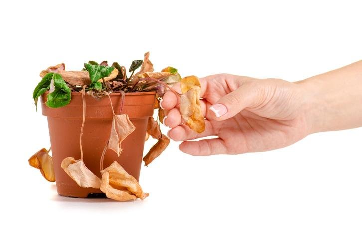 Como Revivir Una Planta Ahogada