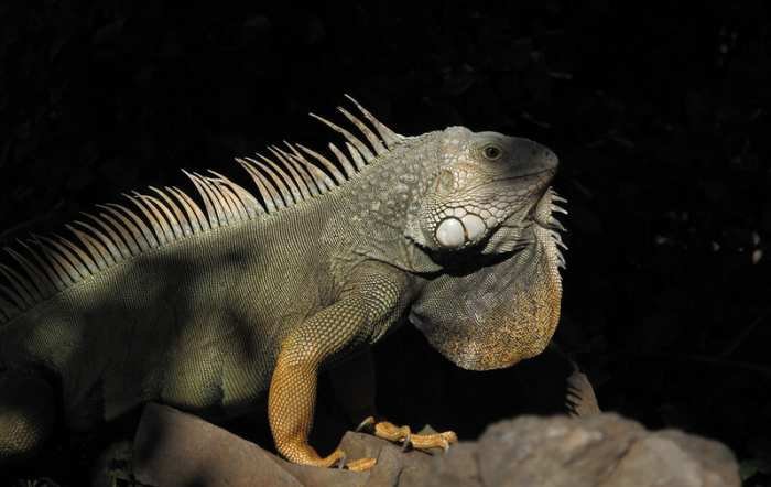 Como Sacar Una Iguana De Tu Casa