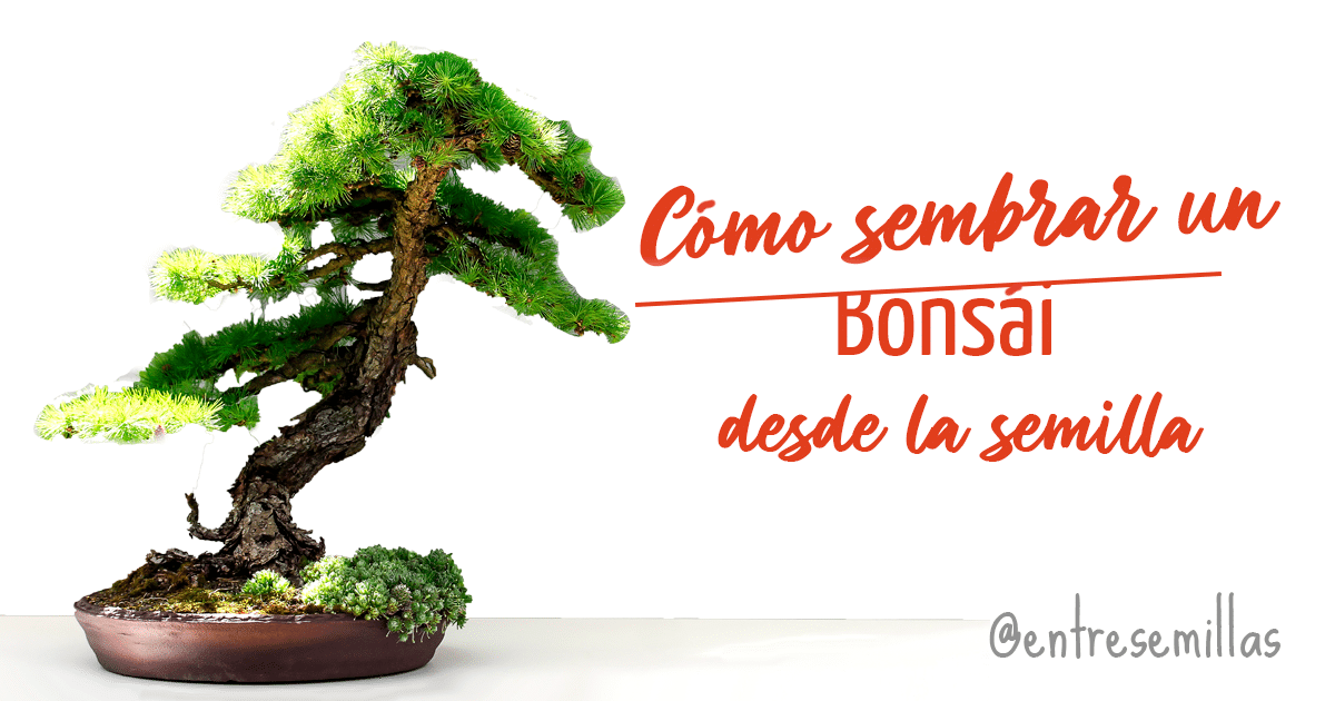 Como Sembrar Un Bonsai
