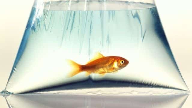 Como Tener Peces Sin Oxigeno