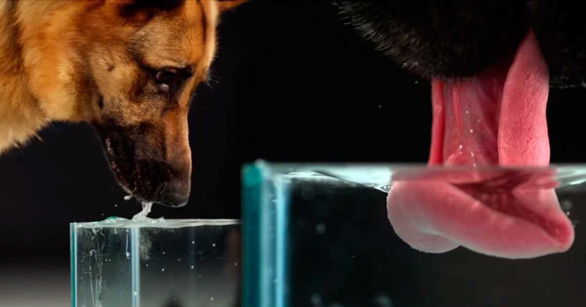 Como Toma Agua Un Perro