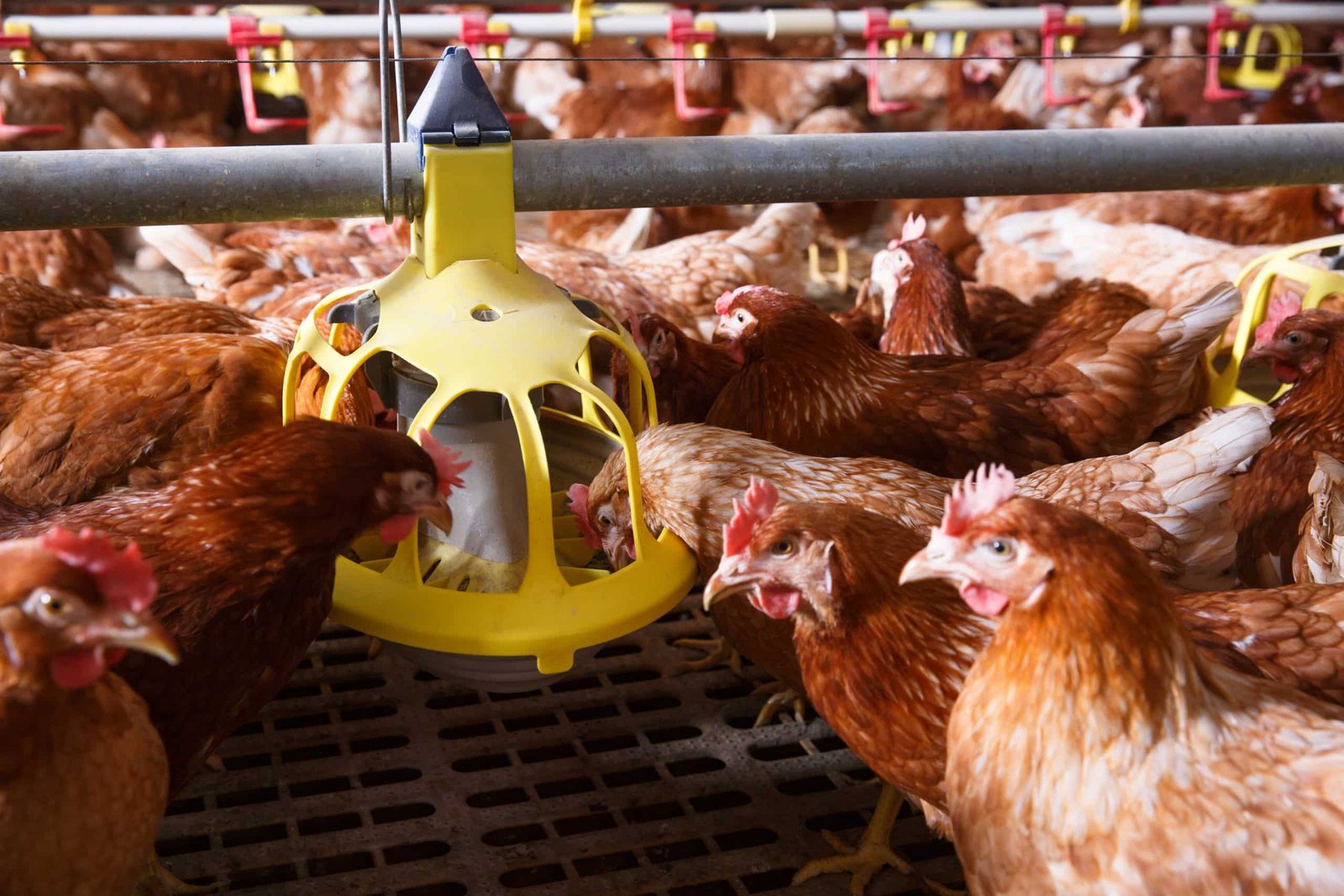 Alimentación de pollos: Consejos para una dieta saludable