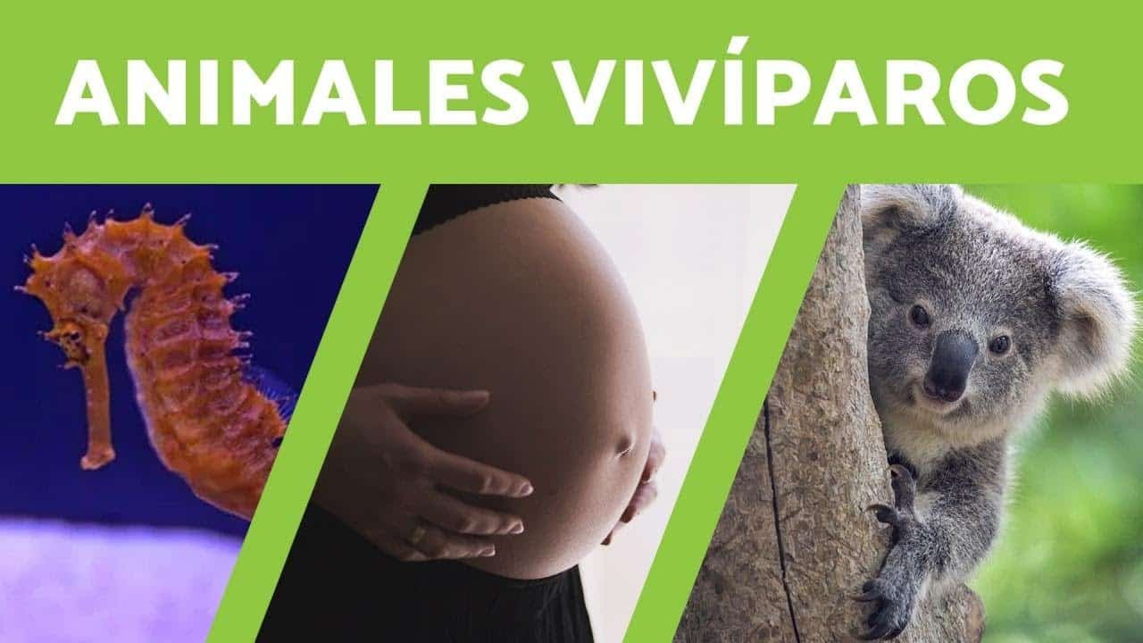 Animales Vivíparos: Conozca Sus Características, Desarrollo y Más