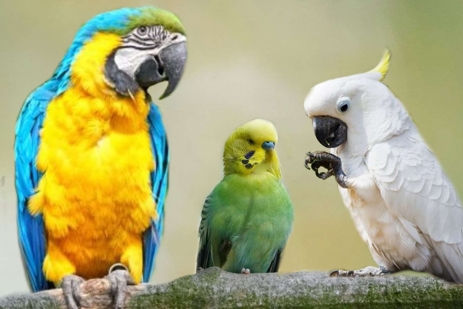 Aprende Cómo Se Llaman Los Pájaros Hablantes