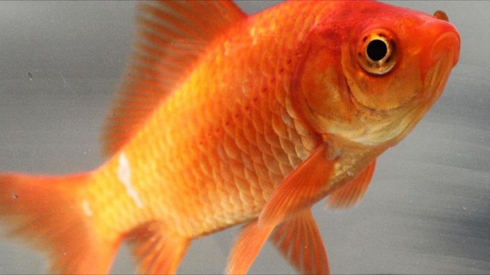 Cómo Cuidar Peces Dorados de la Serie