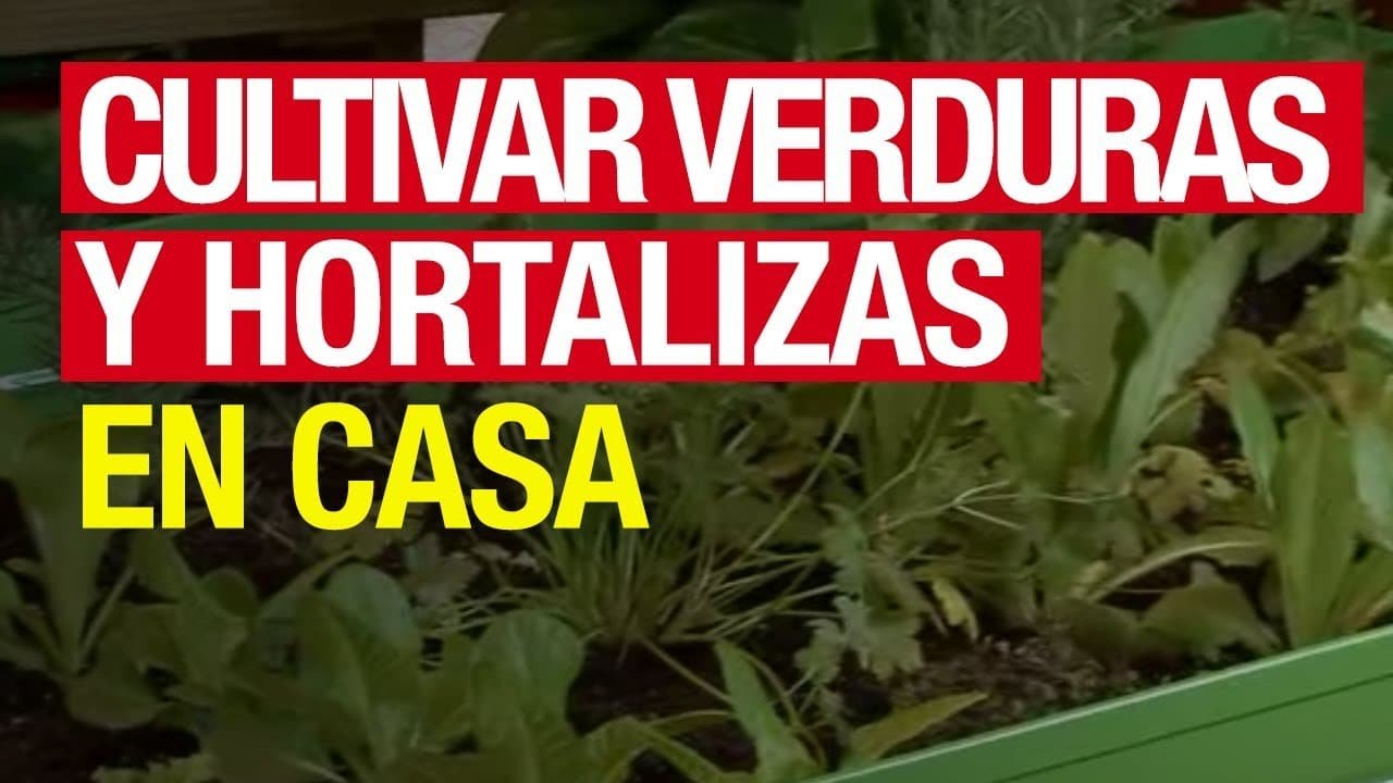 Como Sembrar Hortalizas Y Verduras