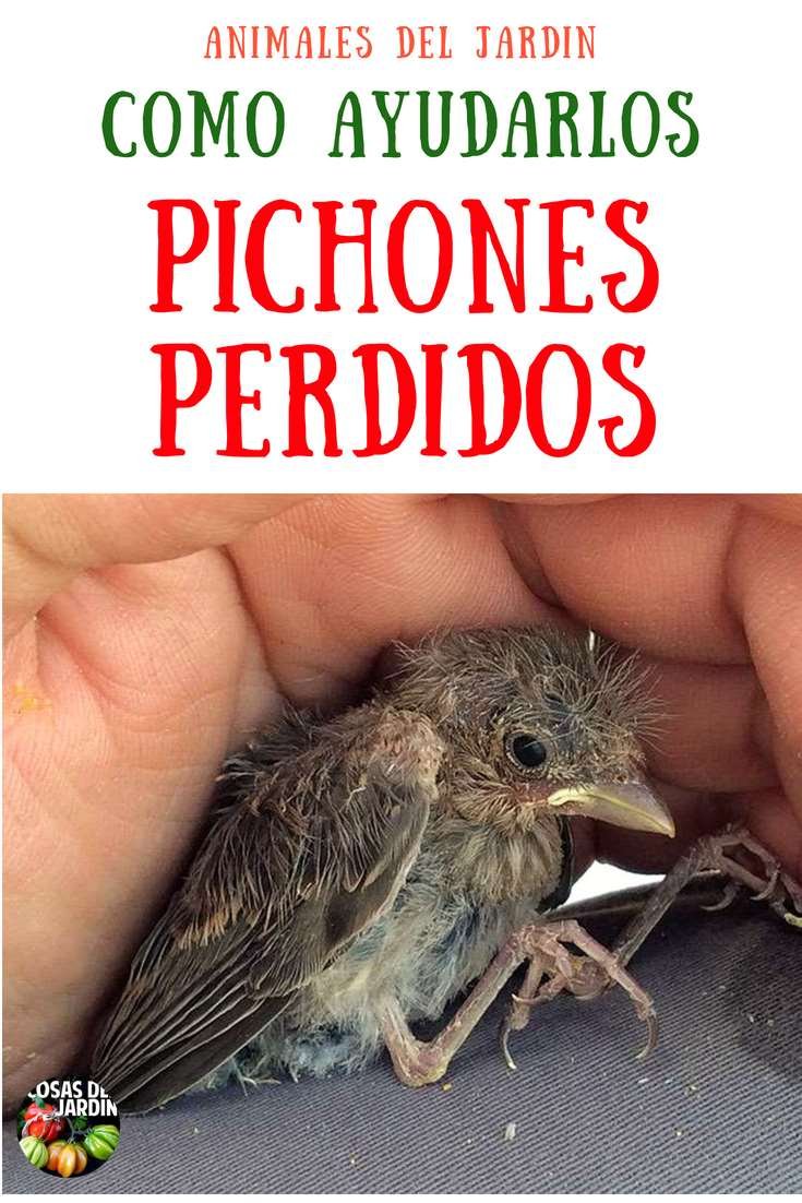 Consejos para criar pichones sin pérdidas