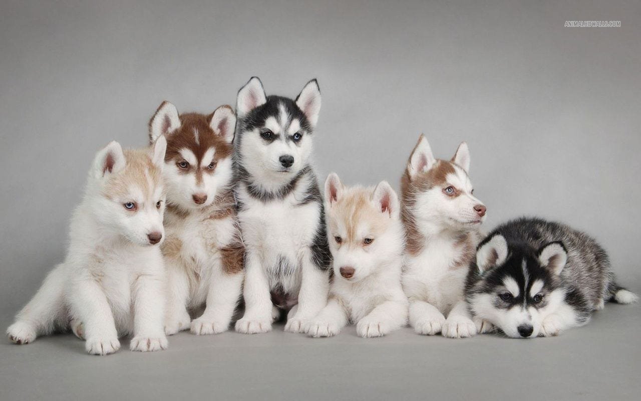 Consejos para la cuidad de tu Husky Siberiano