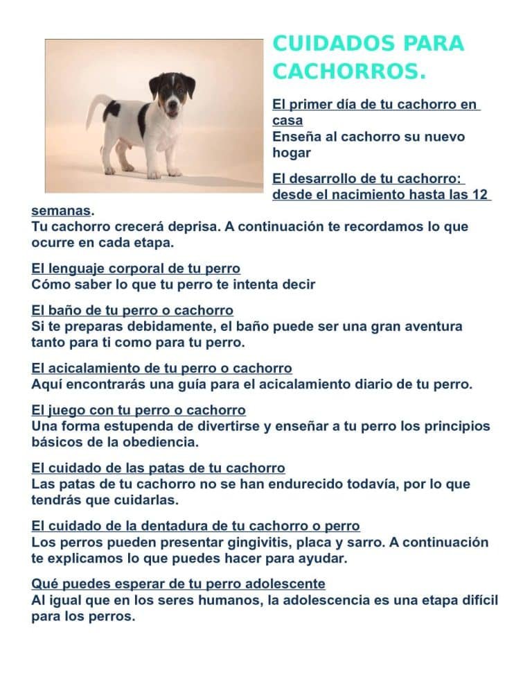 Consejos para los cuidados del perro adolescente