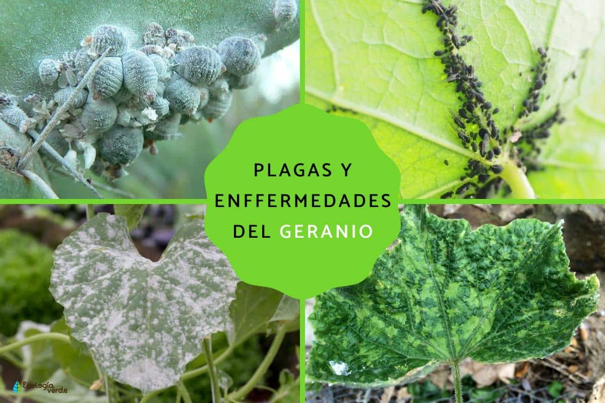 Consejos para prevenir las enfermedades de los geranios