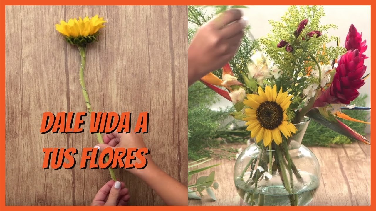 Consejos para prolongar la vida de tus girasoles