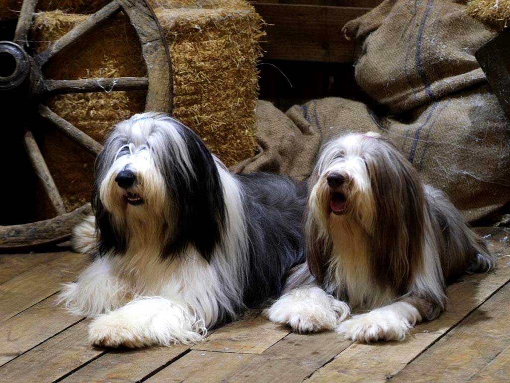 Cuidado del Collie Barbudo: Consejos para una Vida Sana
