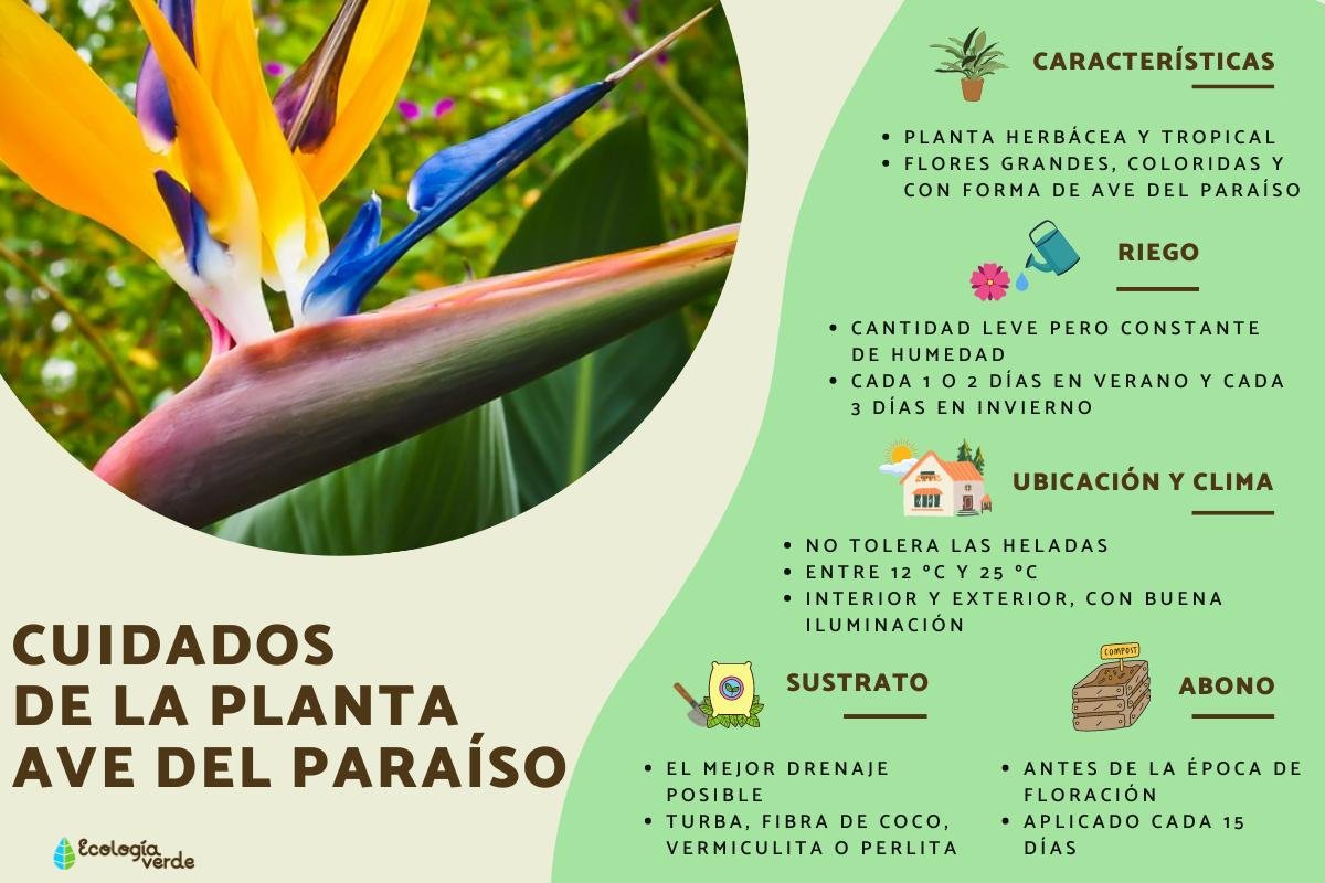 de la Ave del Paraíso

Consejos para el Cuidado y Cultivo de la Strelitzia Reginae (Ave del Paraíso)
