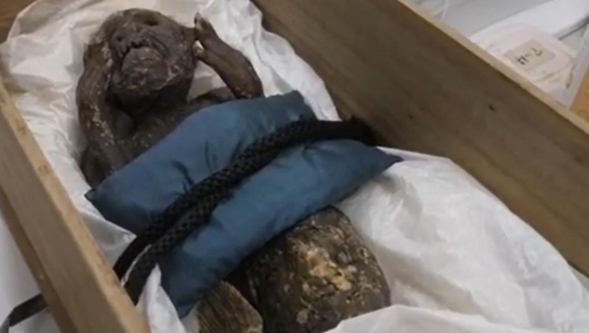 Descubre cómo identificar una sirena real con estos consejos