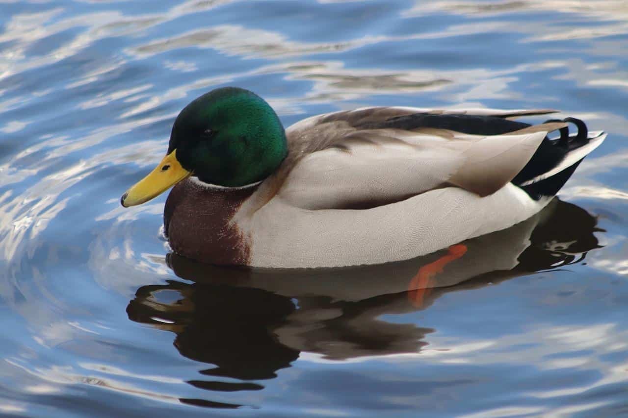 Descubre cuándo se reproducen los patos: Guía completa