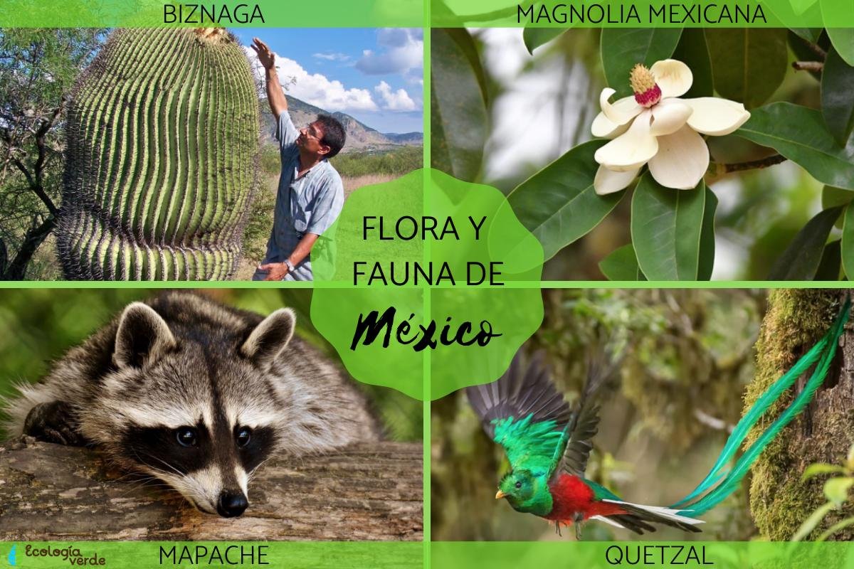 Descubre la fauna más importante de México: Los animales que debes conocer Descubre la fauna más importante de México: Los animales que debes conocer
