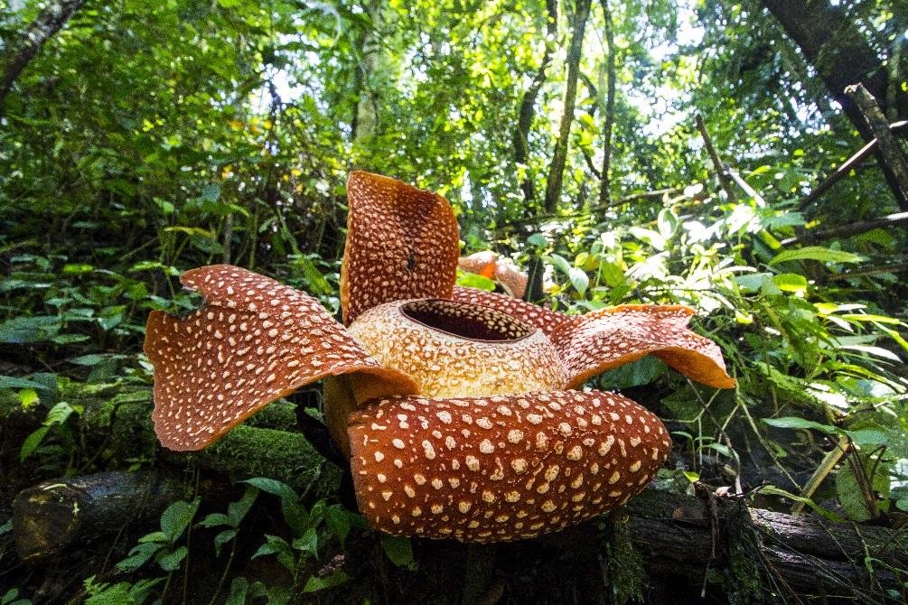 Descubre las plantas raras más sorprendentes del mundo