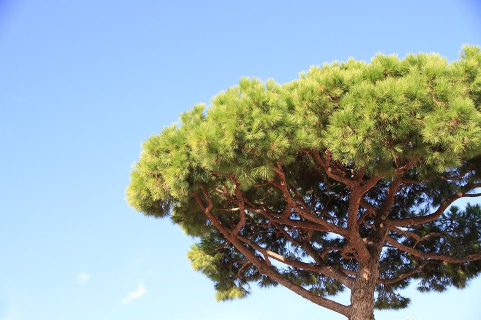 Descubre las Propiedades de la Jacaranda Mimosifolia en su Hábitat Natural