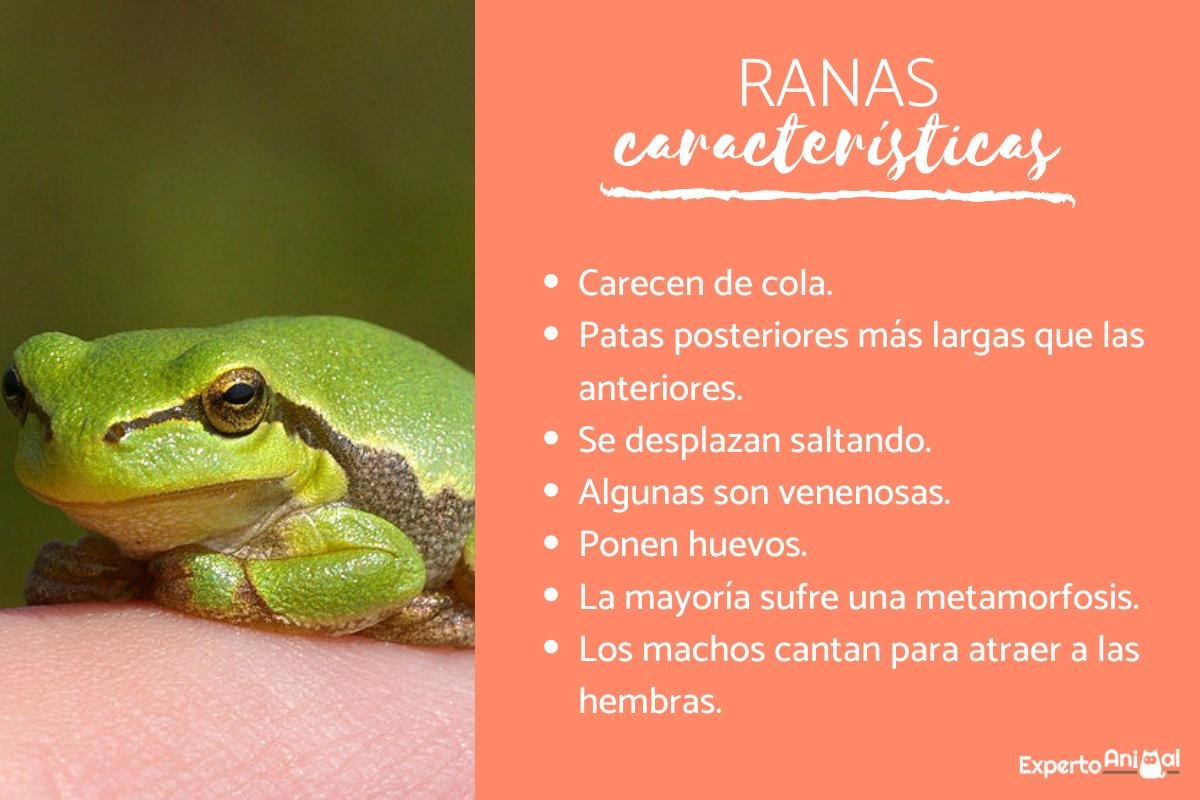 Descubre los tipos de ranas y sus características únicas