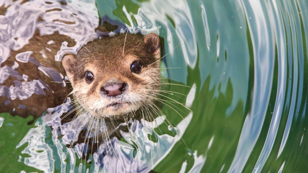 Descubre todo sobre la Nutria: Historia, Características y Curiosidades