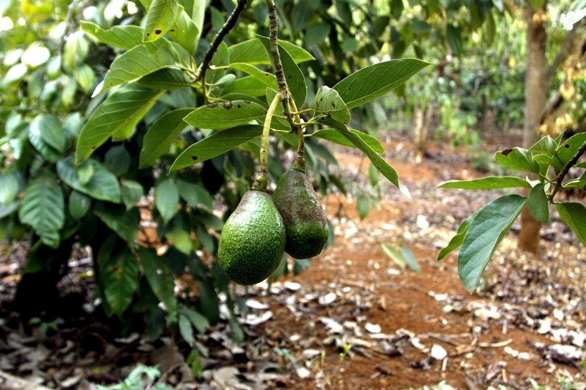 Edad de fructificación del aguacate: ¿cuándo empiezan a dar fruto?