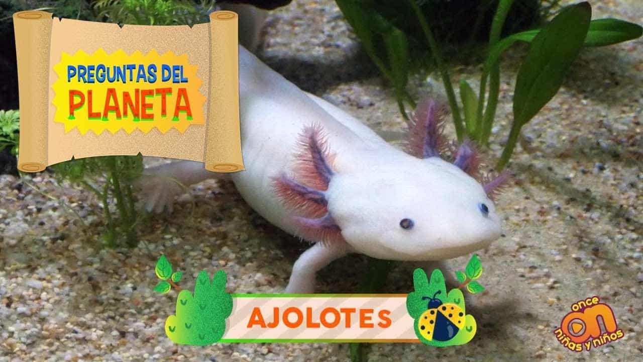 En Casa

Aprende Cómo Tener Un Ajolote En Casa