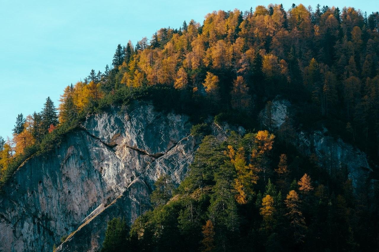 Explora los Bosques de Coníferas: Todo lo que Necesitas Saber