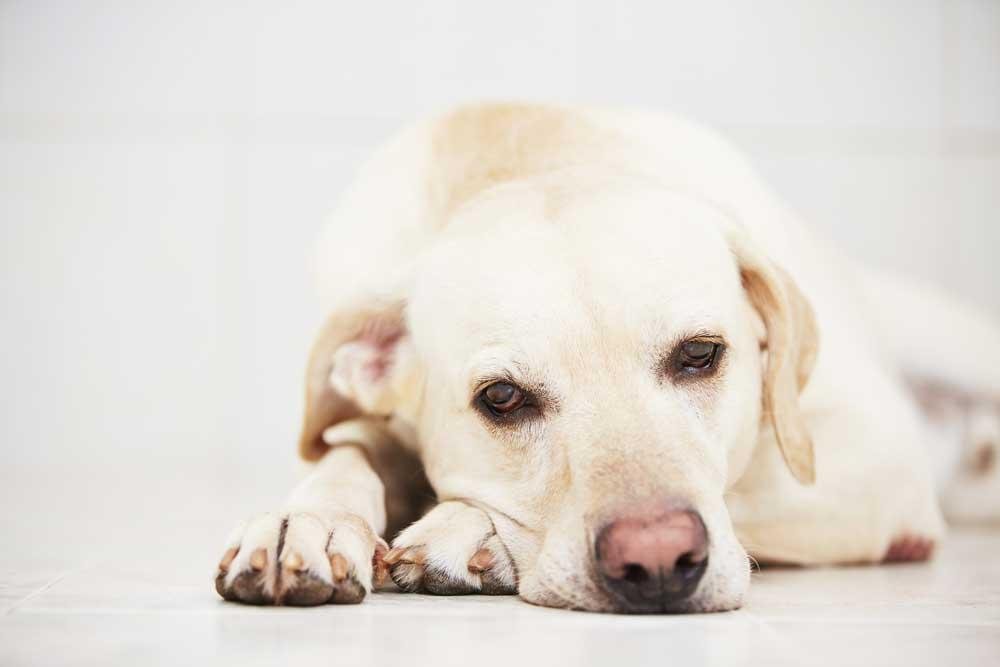 Perros como terapia: el mejor remedio para la ansiedad y el estrés Perros como terapia: el mejor remedio para la ansiedad y el estrés