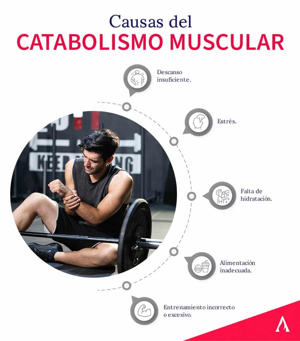 Proceso catabólico en el músculo: todo lo que necesitas saber