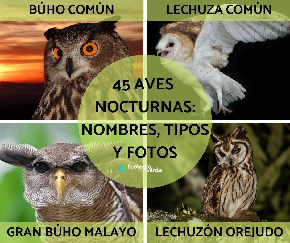 Rapaces nocturnas: Todo sobre su clasificación y características